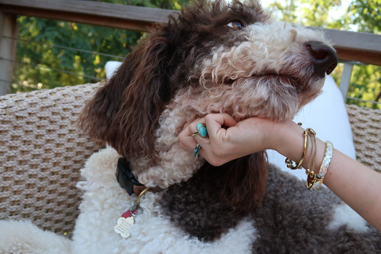 Female model and brown and white Labradoodle. Model is petting the neck of the Labradoodle with one hand adorned with Jan Leslie's Koi Cascade Turquoise Minimalist Sterling Silver Ring with Gold Vermeil, and Stackable Stripe Enamel And Shell Gemstone Sterling Silver Rings in blue on gold. Jan's Koi Collection Bangle Bracelet in white mother of pearl on gold is slid down her wrist.